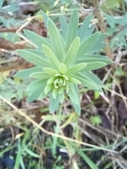 Linaria purpurea