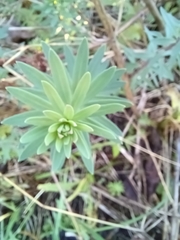 Linaria purpurea