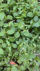 Galinsoga quadriradiata