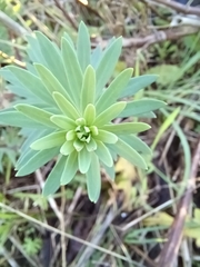 Linaria purpurea