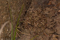 Bothrops diporus