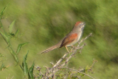 Synallaxis albescens