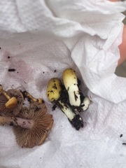 Bolbitius variicolor