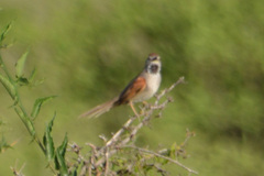 Synallaxis albescens