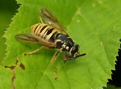 Temnostoma vespiforme