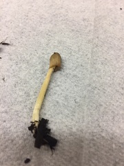 Bolbitius variicolor