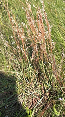 Schizachyrium