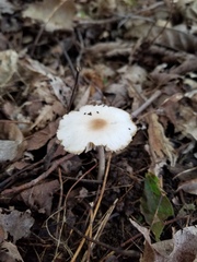Marasmius nigrodiscus