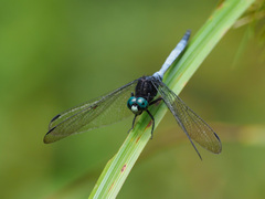 Orthetrum microstigma