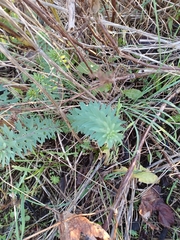 Linaria purpurea
