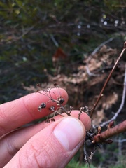 Ceanothus integerrimus