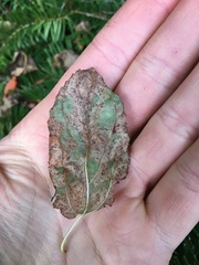 Ceanothus integerrimus