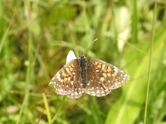 Melitaea diamina