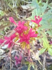 Centranthus ruber