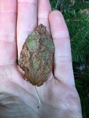 Ceanothus integerrimus