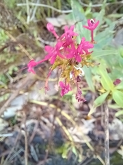 Centranthus ruber