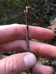 Ceanothus integerrimus