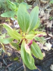 Centranthus ruber