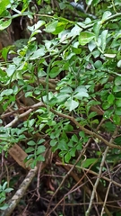 Zanthoxylum fagara