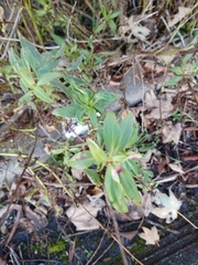Centranthus ruber