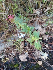 Centranthus ruber