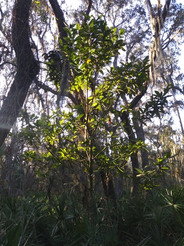 Magnolia grandiflora