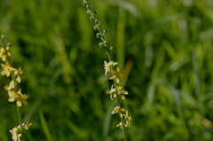 Agrimonia eupatoria