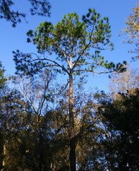 Pinus elliottii