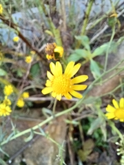 Senecio inaequidens
