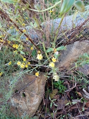 Senecio inaequidens