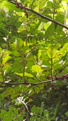 Zanthoxylum fagara