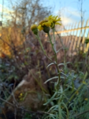 Senecio inaequidens