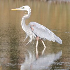 Ardea herodias occidentalis × wardi
