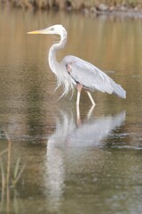 Ardea herodias occidentalis × wardi