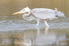 Ardea herodias occidentalis × wardi
