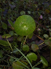 Hydrocotyle umbellata