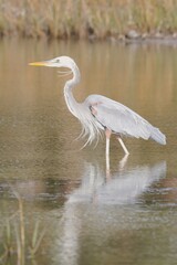 Ardea herodias occidentalis × wardi