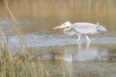 Ardea herodias occidentalis × wardi