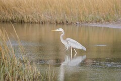 Ardea herodias occidentalis × wardi