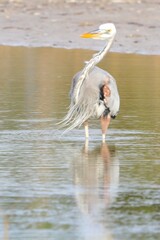 Ardea herodias occidentalis × wardi