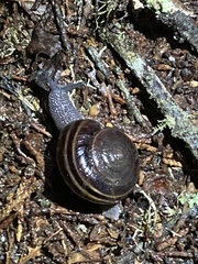 Helminthoglypta sequoicola