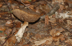 Leccinellum pseudoscabrum