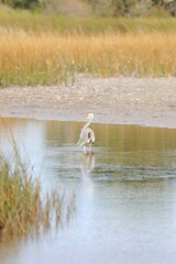 Ardea herodias occidentalis × wardi