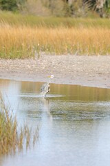 Ardea herodias occidentalis × wardi