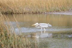 Ardea herodias occidentalis × wardi