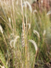 Elionurus muticus