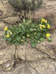 Eucnide bartonioides