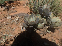 Adromischus sphenophyllus