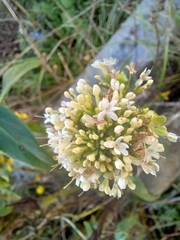 Centranthus ruber