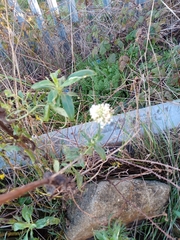 Centranthus ruber